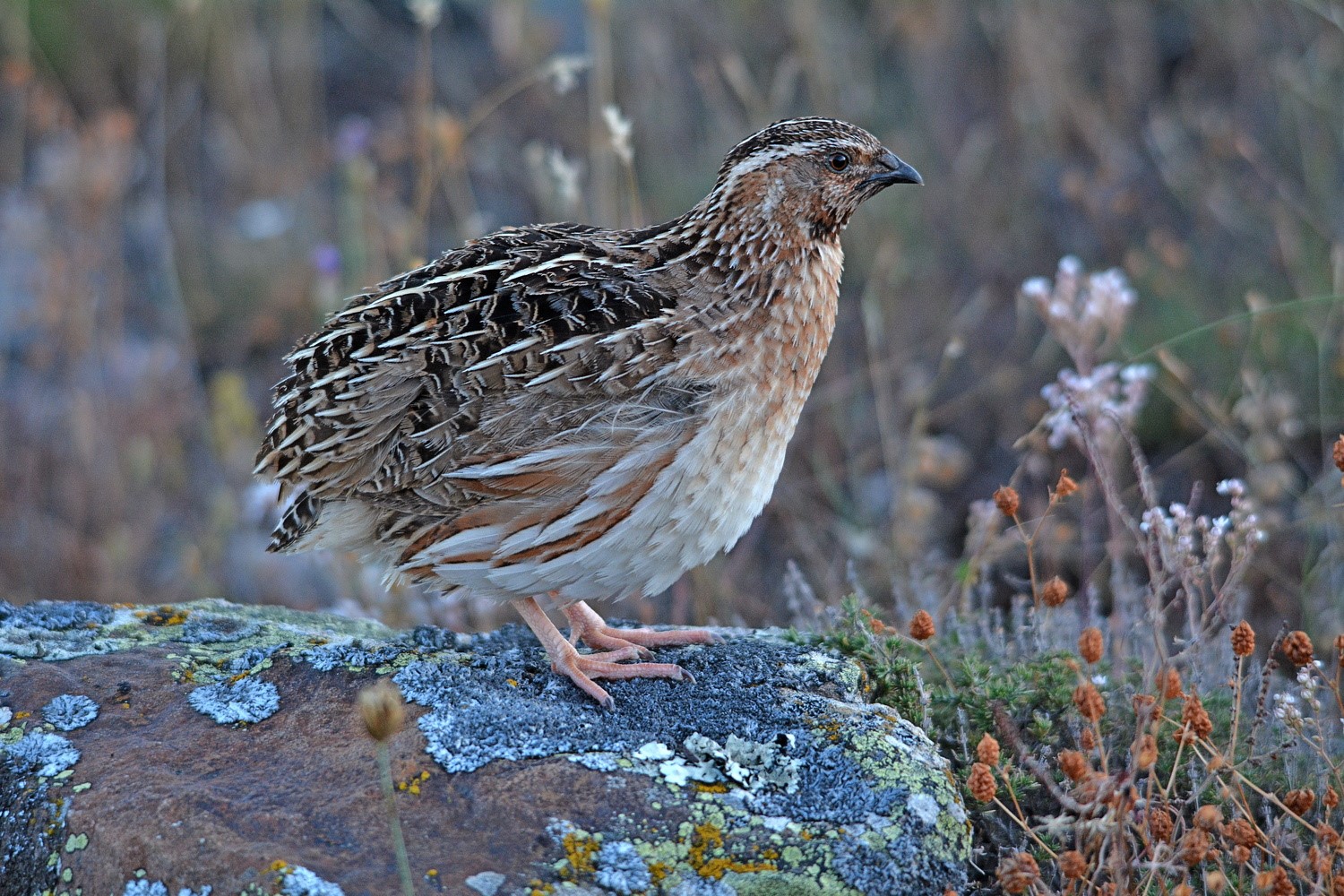 La caza al servicio de la ciencia: el Proyecto Coturnix inicia su s&eacute;ptima temporada